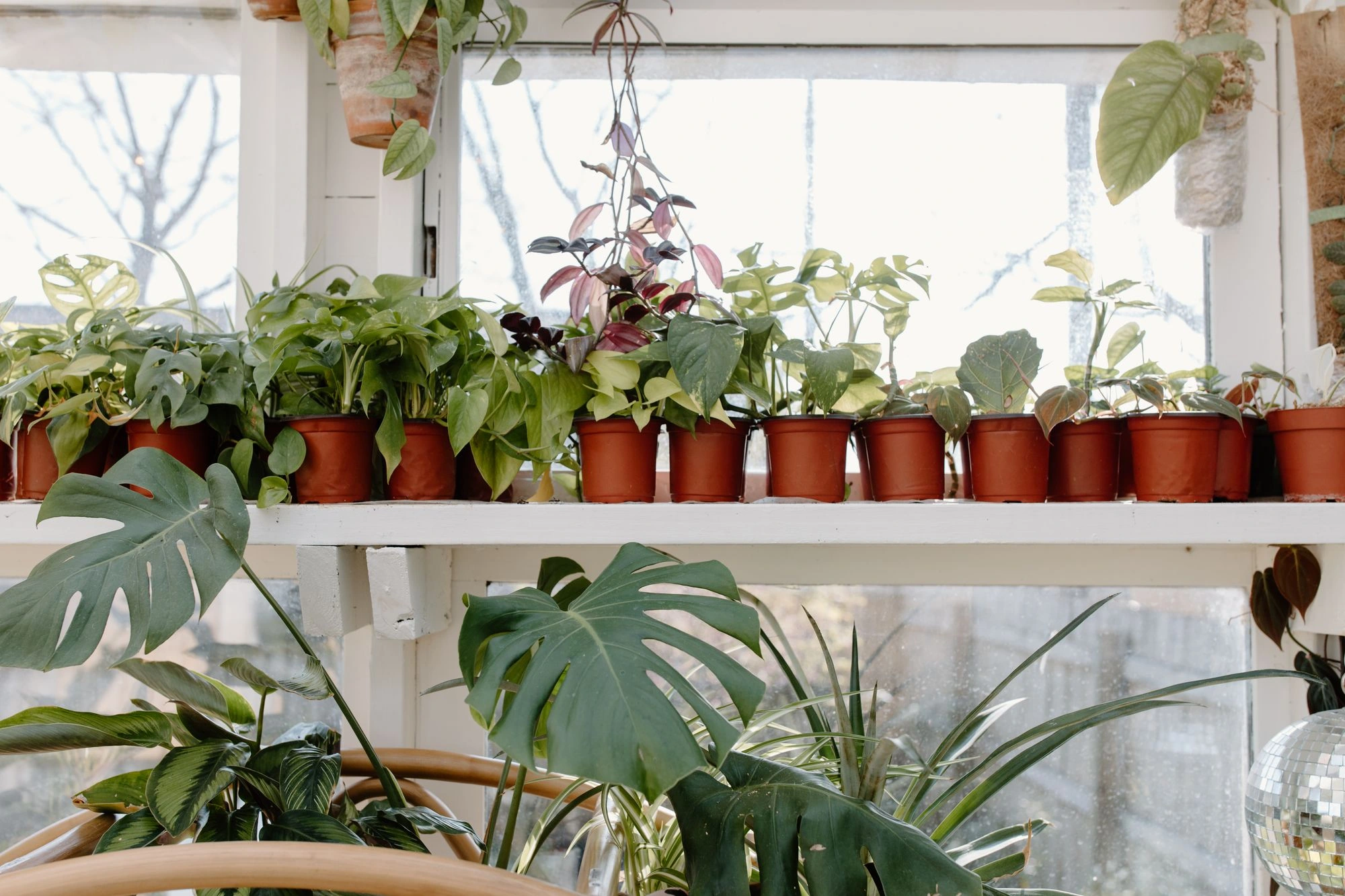 Indoor plants arranged beside a bright window; greenery styling context, not the reviewed product